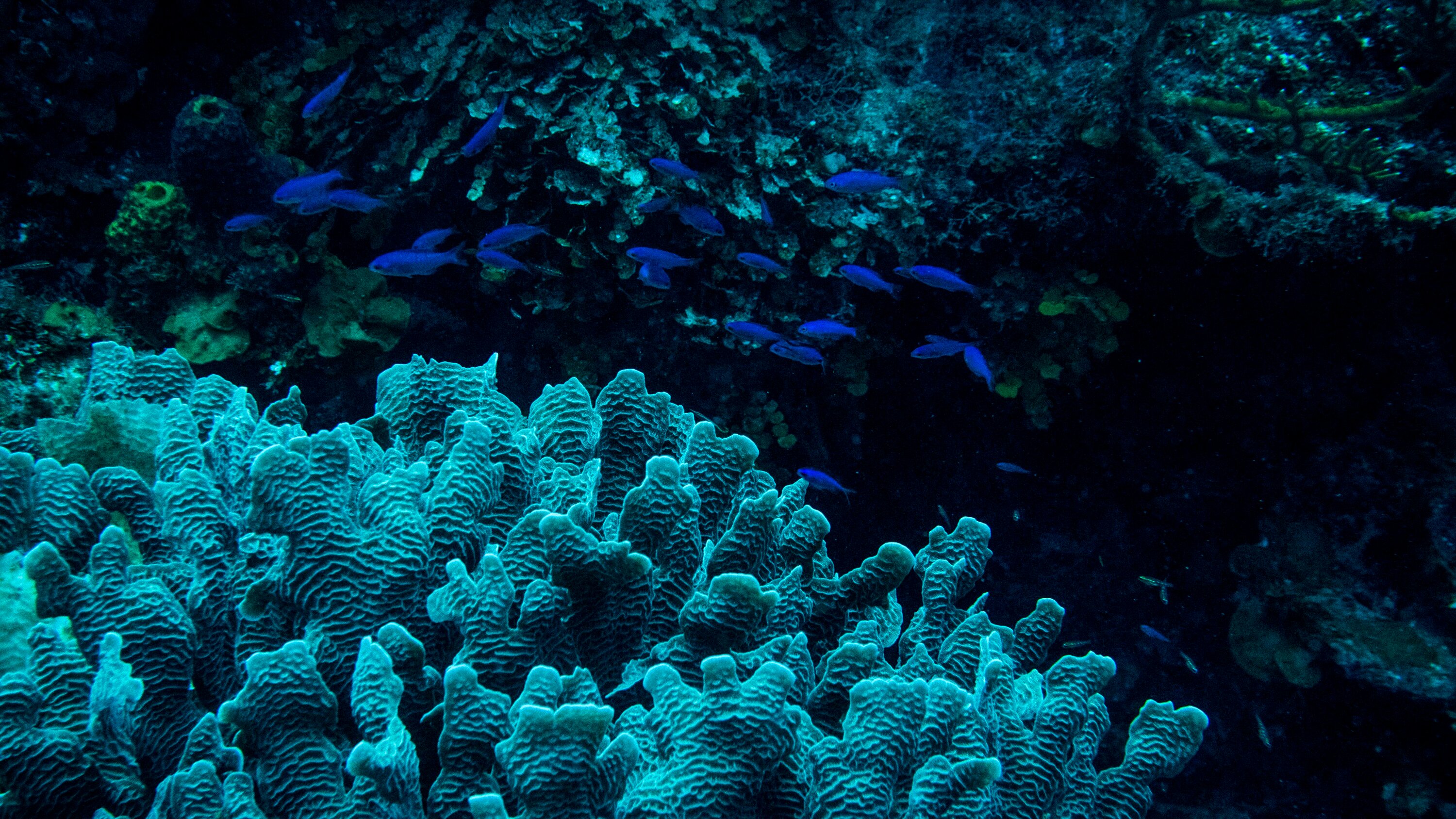 Beautiful Coral Reefs